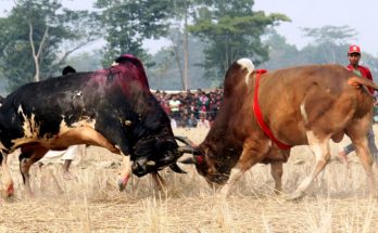 Bangladeshi Bull Fight at Sunamganj