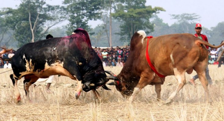 Bangladeshi Bull Fight at Sunamganj